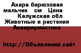Акара бирюзовая - мальчик 17см › Цена ­ 750 - Калужская обл. Животные и растения » Аквариумистика   